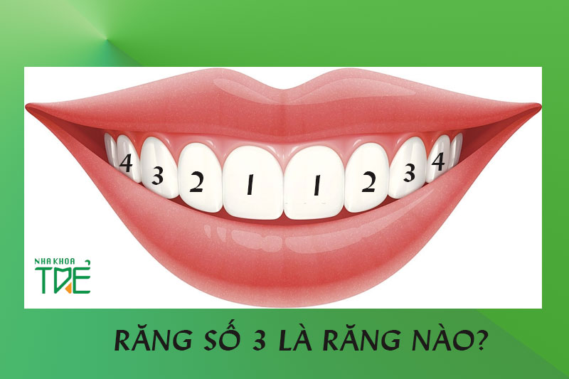 Răng số 3 là răng nào? Mối nguy hại từ việc mất răng số 3 gây ra