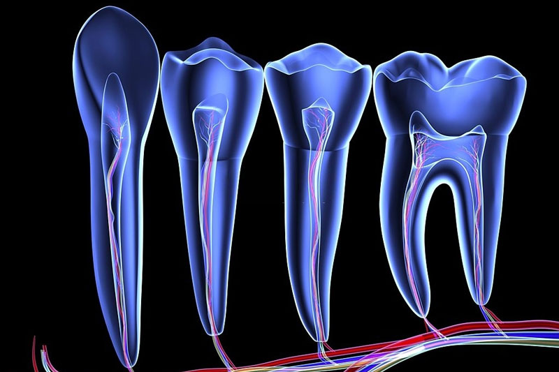 Răng số 5 hàm dưới hay hàm trên thường sẽ có 1 chân răng duy nhất