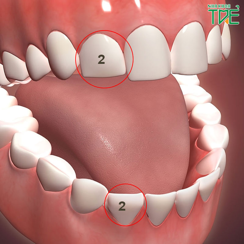 Răng số 2 nằm ở vị trí nào? Mất răng số 2 có ảnh hưởng gì?