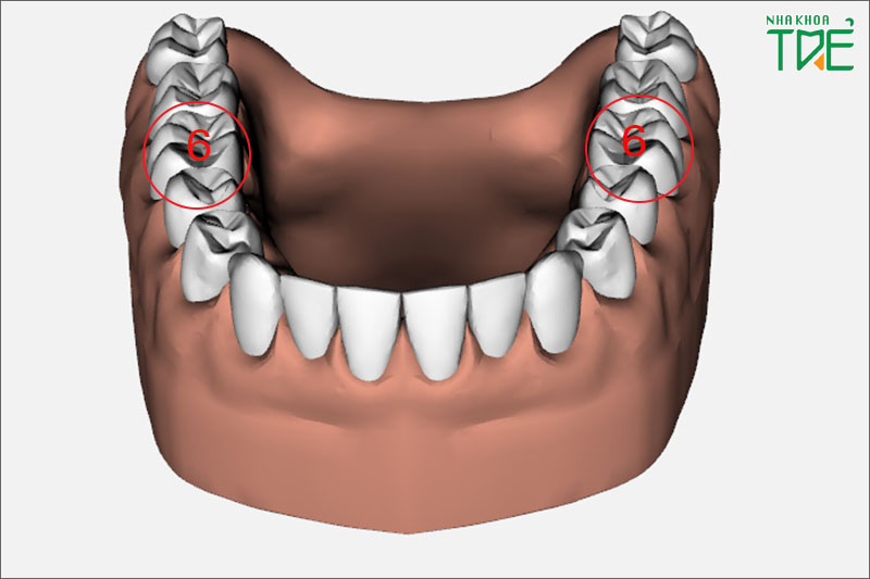 Răng hàm số 6 nằm ở vị trí thứ 6 tính từ răng cửa