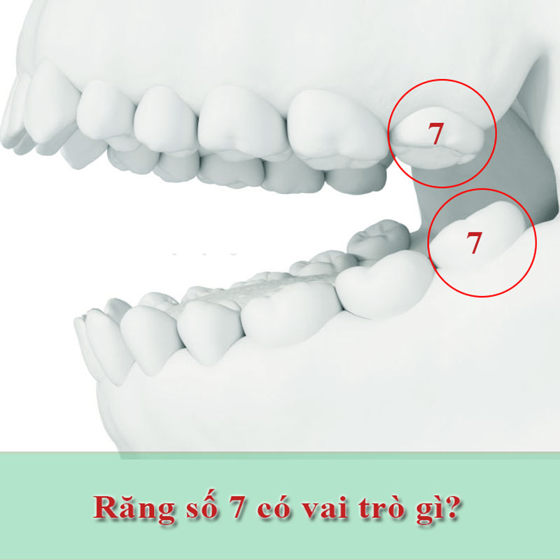 Răng số 7 là răng nào? Vai trò quan trọng của răng số 7