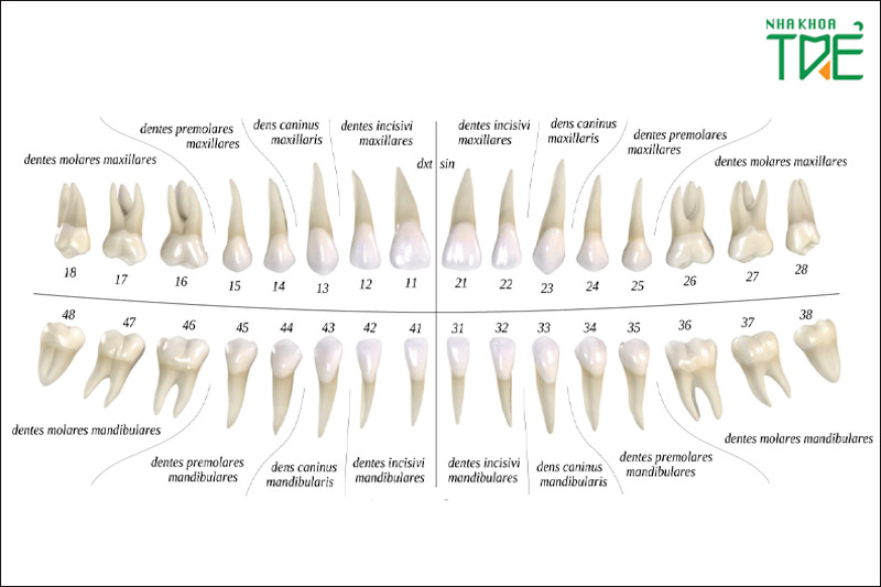 Hàm răng vĩnh viễn gồm 32 chiếc răng